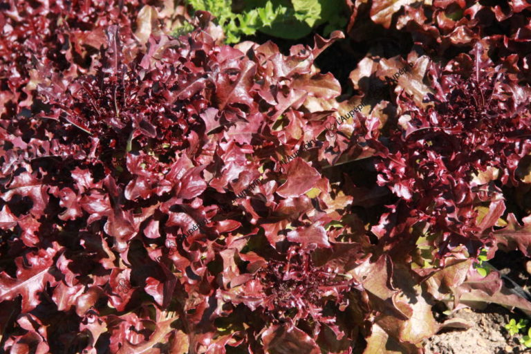 Laitue Feuille chêne rouge Aubépin Semences Biologiques