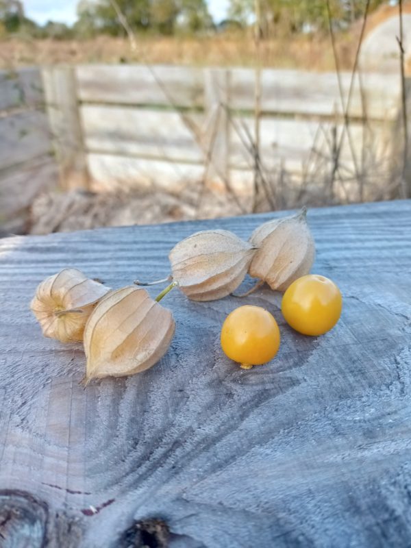 Physalis peruviana