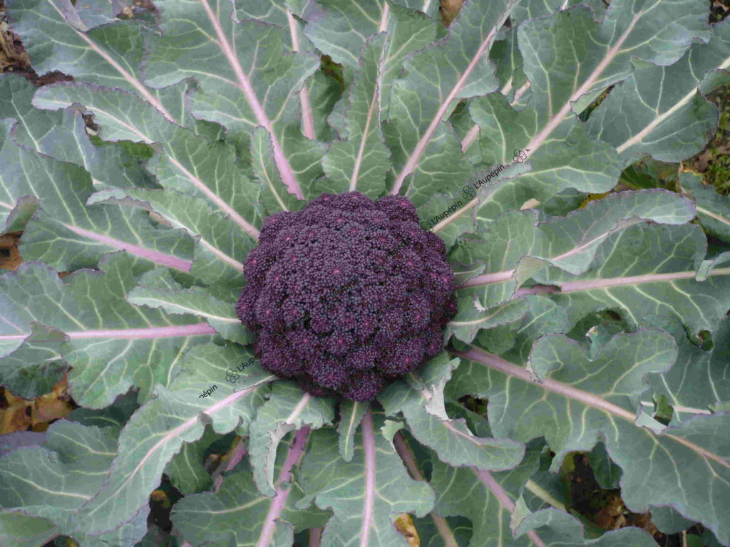 Chou brocoli violet du Cap