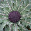 chou brocoli violet du cap