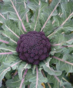 chou brocoli violet du cap