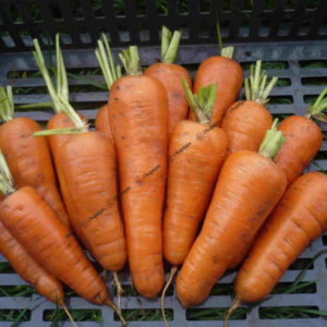 graines bio carotte Luc