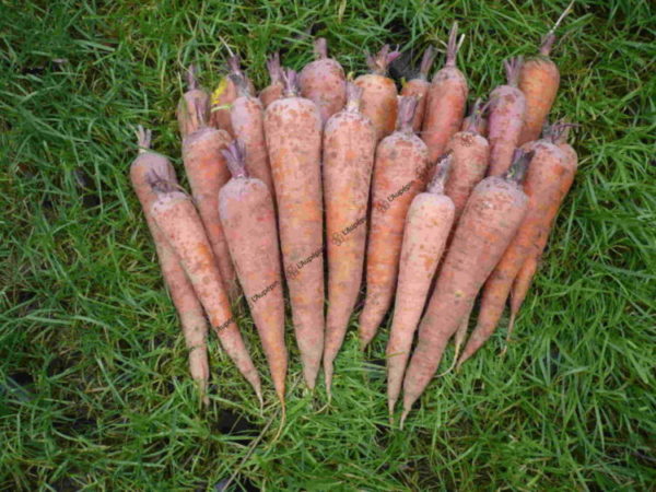 Graines Carotte géante Tilques
