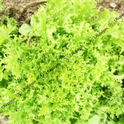 Graines Chicorée frisée de Meaux