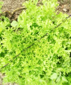 Graines Chicorée frisée de Meaux