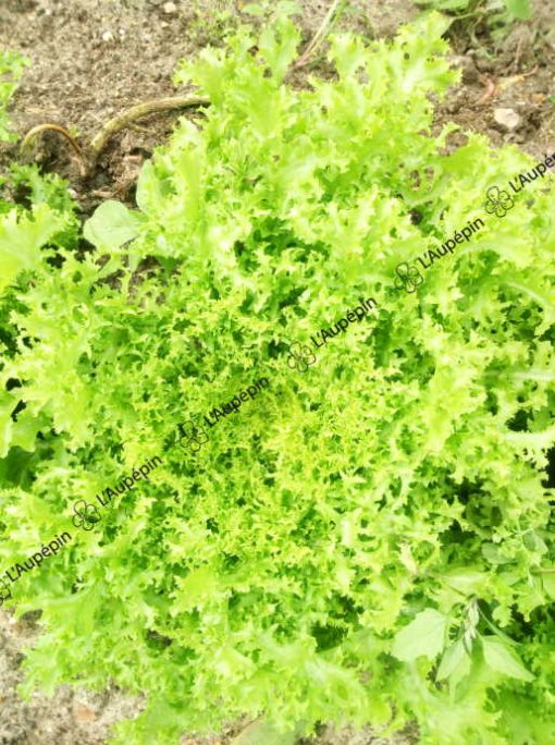 Graines Chicorée frisée de Meaux