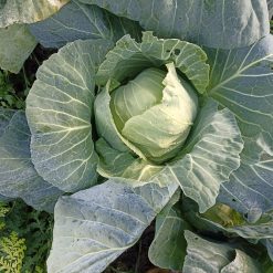 Chou précoce de Louviers