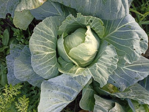 Chou précoce de Louviers
