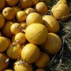 Courge melonnette jaspée de Vendée