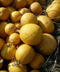 Courge melonnette jaspée de Vendée