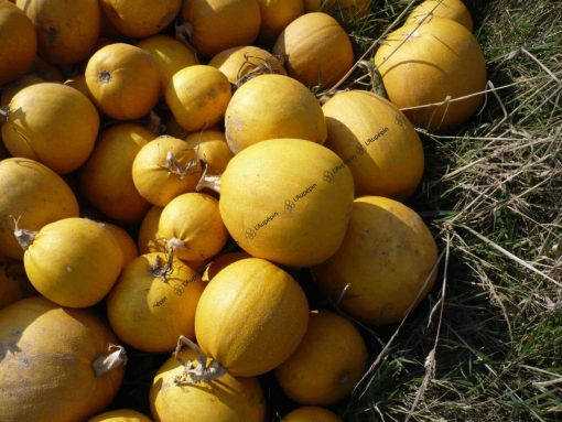 Courge melonnette jaspée de Vendée