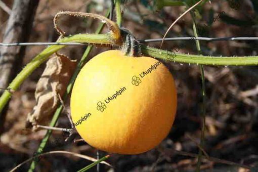 Courge Pomme d'or