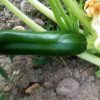 graines bio courgette verte