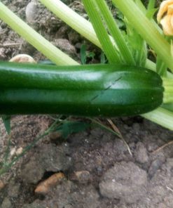 graines bio courgette verte