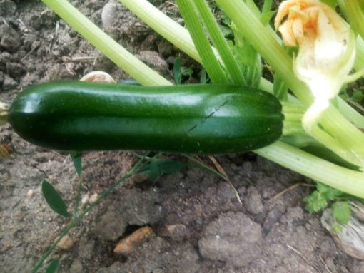 graines bio courgette verte