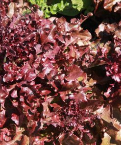 Laitue Feuille chêne rouge