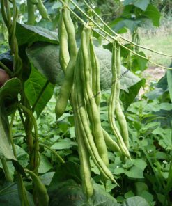 Haricot mangetout Phénomène