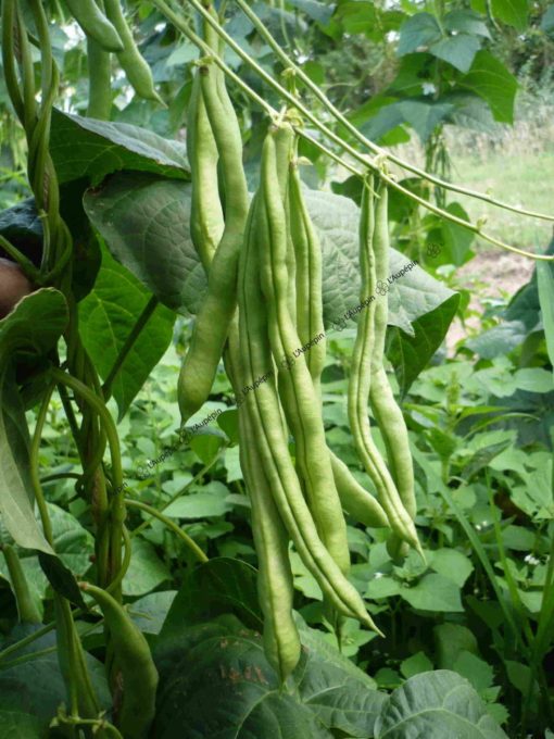 Haricot mangetout Phénomène