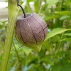 Graines Physalis Ixocarpa