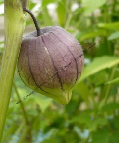 Graines Physalis Ixocarpa