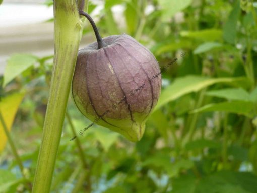 Graines Physalis Ixocarpa