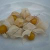 Graines Physalis pubescens