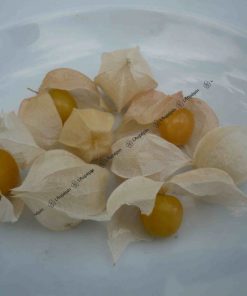 Graines Physalis pubescens