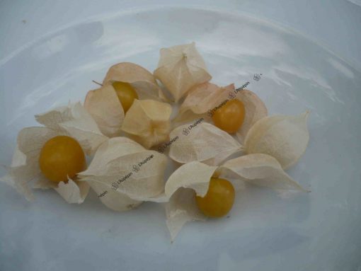 Graines Physalis pubescens