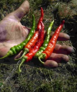 graines piment cayenne