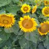 Graines bio Tournesol jaune