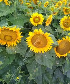 Graines bio Tournesol jaune