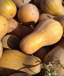 Graines courge Sucrine du Berry