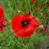 graines bio coquelicot