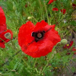 graines bio coquelicot