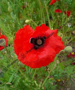 graines bio coquelicot