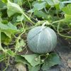 Melon Petit gris de Rennes