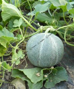 Melon Petit gris de Rennes