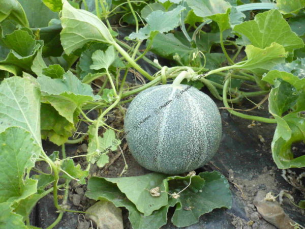 Melon Petit gris de Rennes