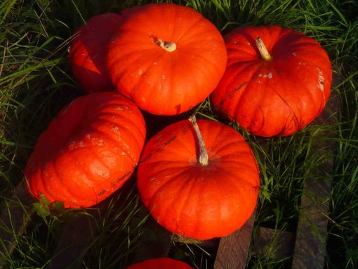 Potiron rouge vif d'Etampes