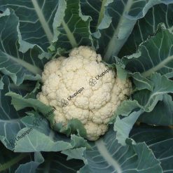 Chou-fleur tardif d'Angers