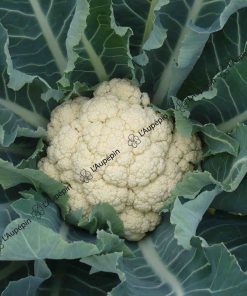 Chou-fleur tardif d'Angers