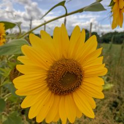tournesol nain jaune
