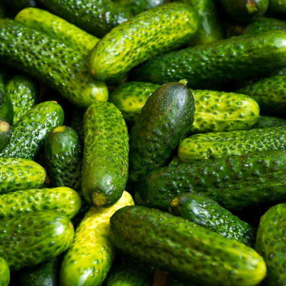 Graines bio Cornichons Aubépin, Semences Biologiques
