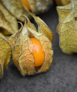 Physalis