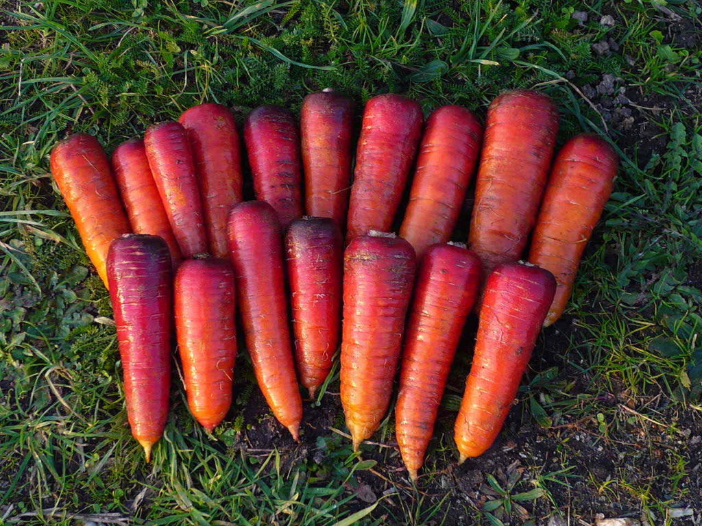 graines bio carotte demi-longue Rouge Sang