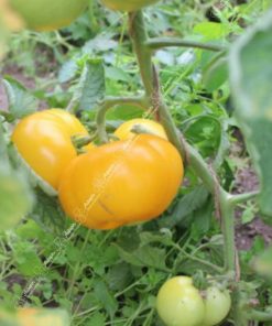 Tomate jaune Solaria