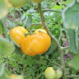 tomate jaune selection aubepin