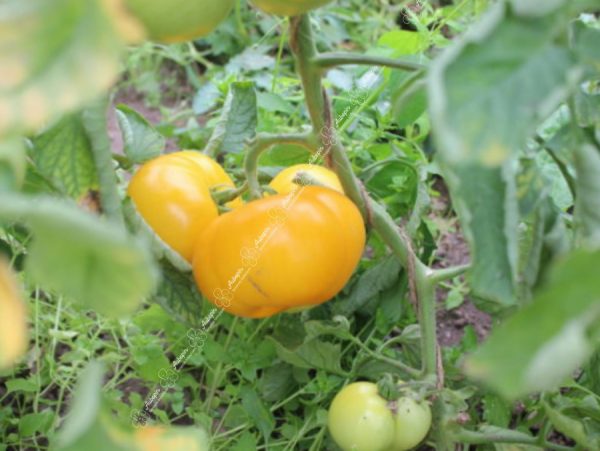 graines tomate jaune sélection - aubepin