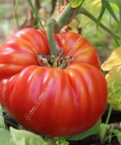 tomate beefsteack graines bio