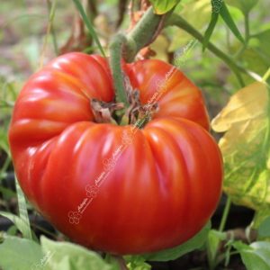 tomate beefsteack graines bio
